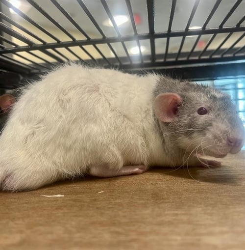 BEAN - Rat available for adoption