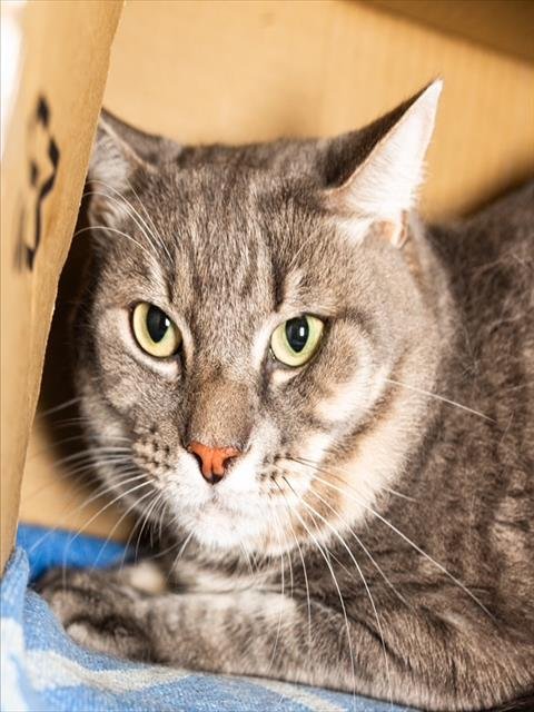 MICKEY - Domestic Short Hair for adoption in Boston