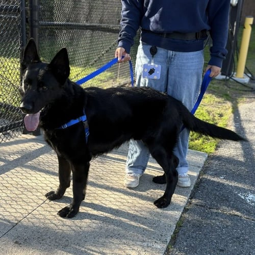 ORSO - German Shepherd Dog available for adoption