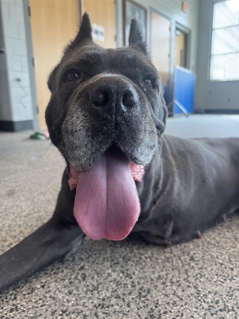CALI - Cane Corso Mastiff available for adoption