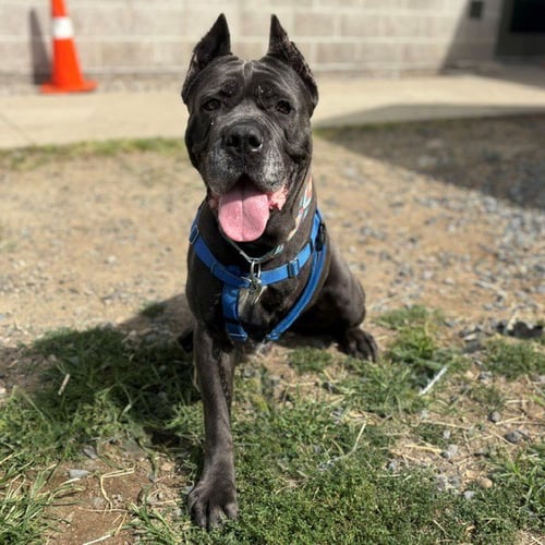 CALI - Cane Corso Mastiff available for adoption