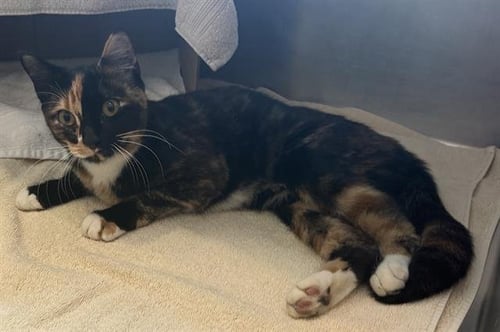 ALICENT - Domestic Short Hair available for adoption