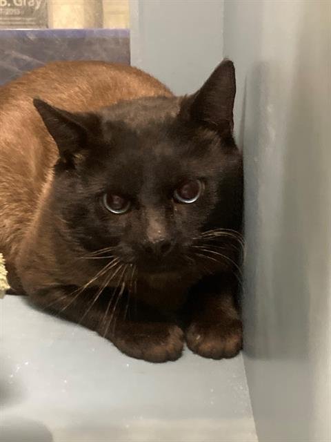 AUBREY - Siamese available for adoption