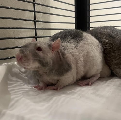CRAB - Rat available for adoption