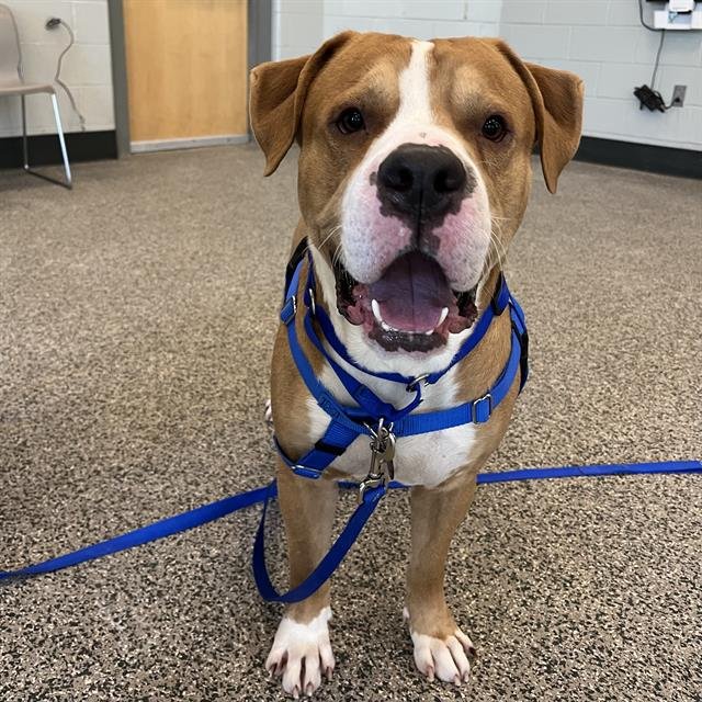 KING - Pit Bull Terrier available for adoption