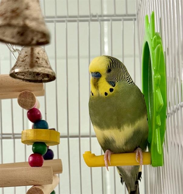 SAMMY Image