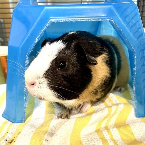 FINNEGAN - Guinea Pig available for adoption