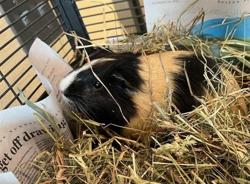 LUNO - Guinea Pig available for adoption