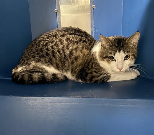LEMON ZEST - Domestic Short Hair available for adoption