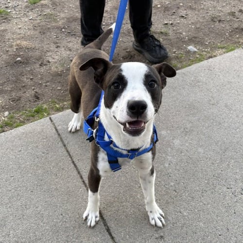 BOLOGNA - Pit Bull Terrier / Jack Russell Terrier (Parson Russell Terrier) available for adoption