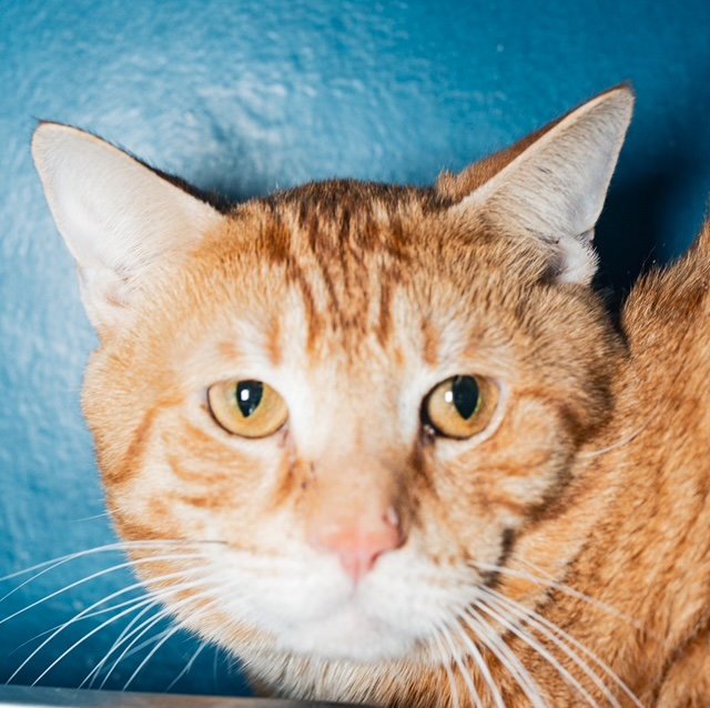 GARFIELD Image