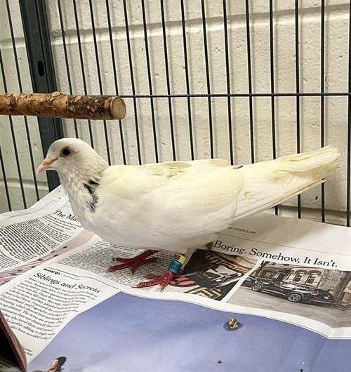 SCRUB A DOVE - Dove available for adoption
