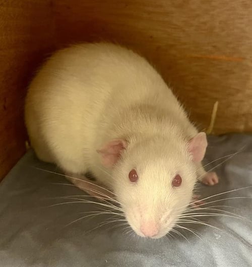 GRANVILLE - Rat available for adoption