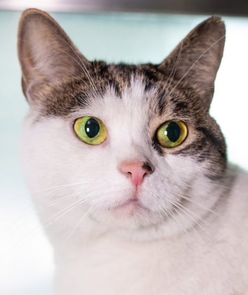 KIMCHI - Domestic Short Hair available for adoption