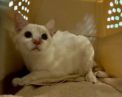CAMPFIRE - Domestic Short Hair available for adoption