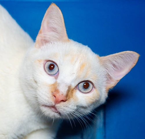 CAMPFIRE - Domestic Short Hair available for adoption
