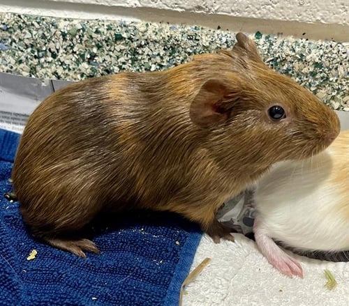 COLUMBARIUM - Guinea Pig available for adoption