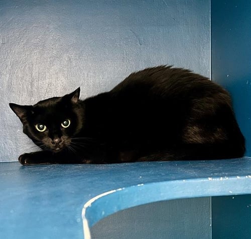 CIARA - Domestic Short Hair available for adoption