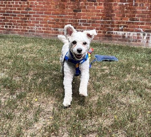 HUNTER - Maltese / Poodle (Miniature) available for adoption