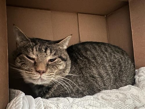 EAGLE - Domestic Short Hair available for adoption