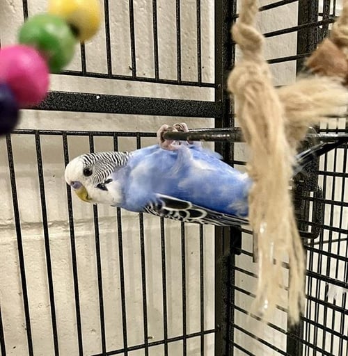 DIXY - Parakeet - Other available for adoption