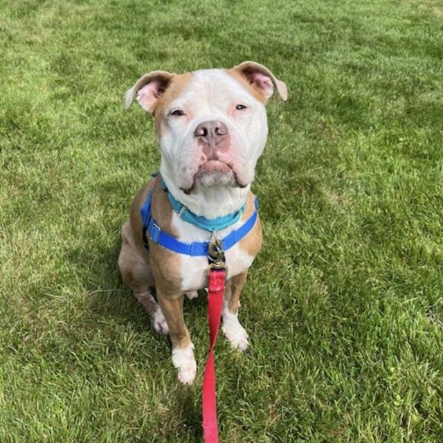 BOWIE - Bulldog / Pit Bull Terrier available for adoption