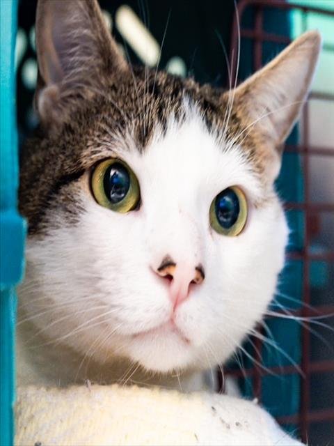 JASPER - Domestic Short Hair available for adoption