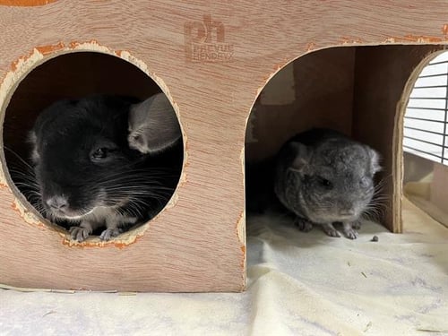 CASTOR - Chinchilla available for adoption