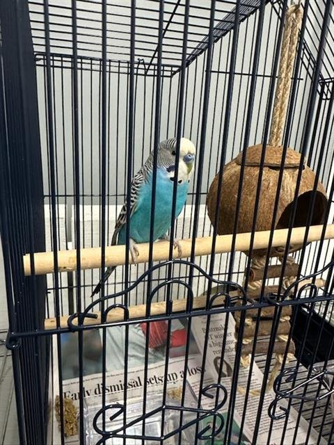 BORED MAN - Parakeet - Other available for adoption