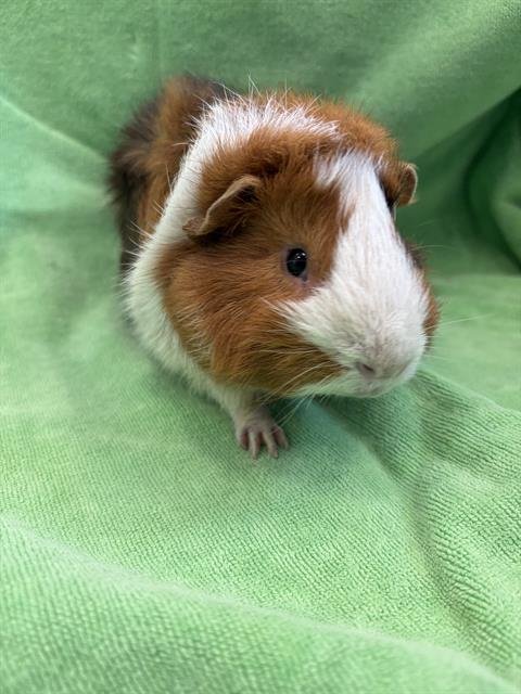 PEACH - Guinea Pig available for adoption
