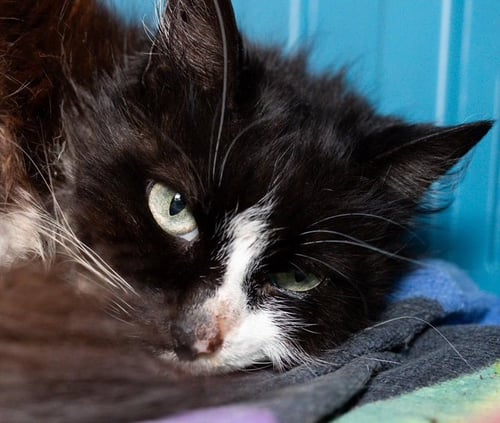 SOCKS - Domestic Medium Hair for adoption in Boston