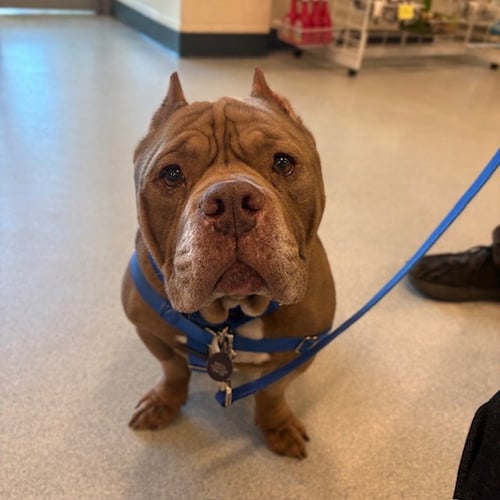 CUERVO - American Bulldog available for adoption