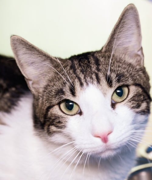 BASIL - Domestic Short Hair available for adoption