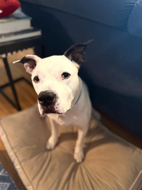 KINGSTON - American Bulldog available for adoption