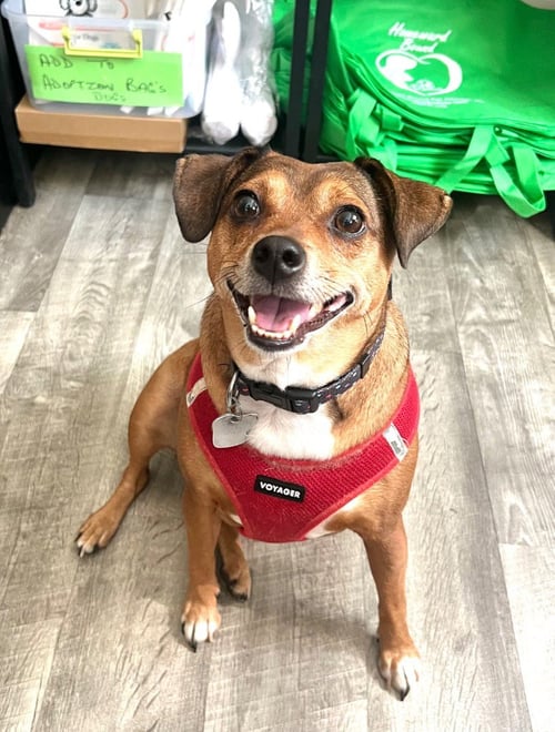 APRIL - Chihuahua / Terrier available for adoption