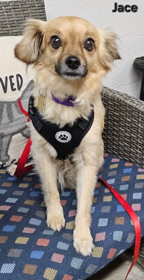 JACE - Tibetan Spaniel / Terrier available for adoption