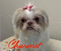 CHARMET - Pekingese / Shih Tzu available for adoption