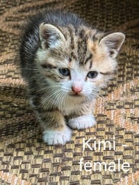Kimi - Photo 3