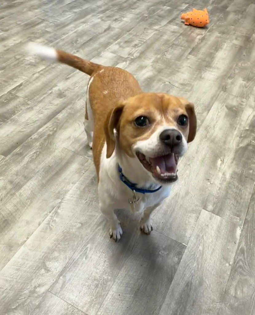 ZEENA - Terrier available for adoption