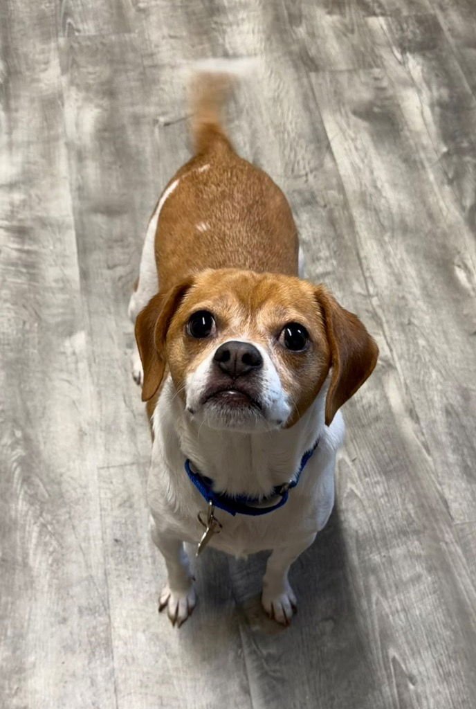 ZEENA - Terrier available for adoption