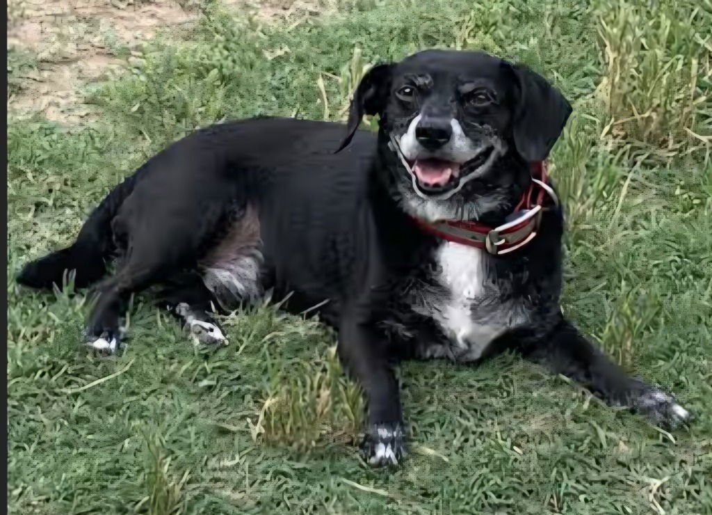 CARTER - Dachshund / Terrier available for adoption