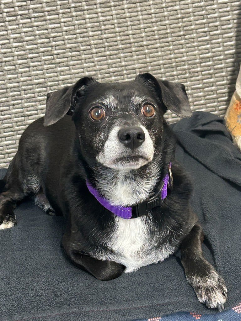 CARTER - Dachshund / Terrier available for adoption