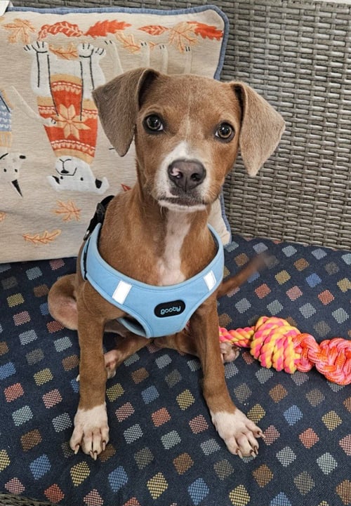 LALA - Beagle / Chihuahua available for adoption