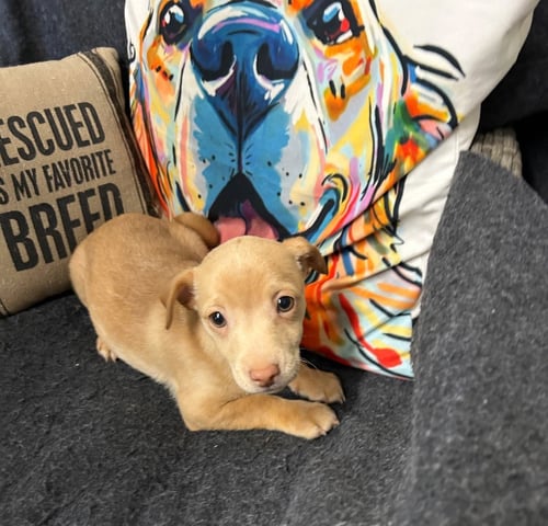 COLA - Chihuahua / Terrier available for adoption