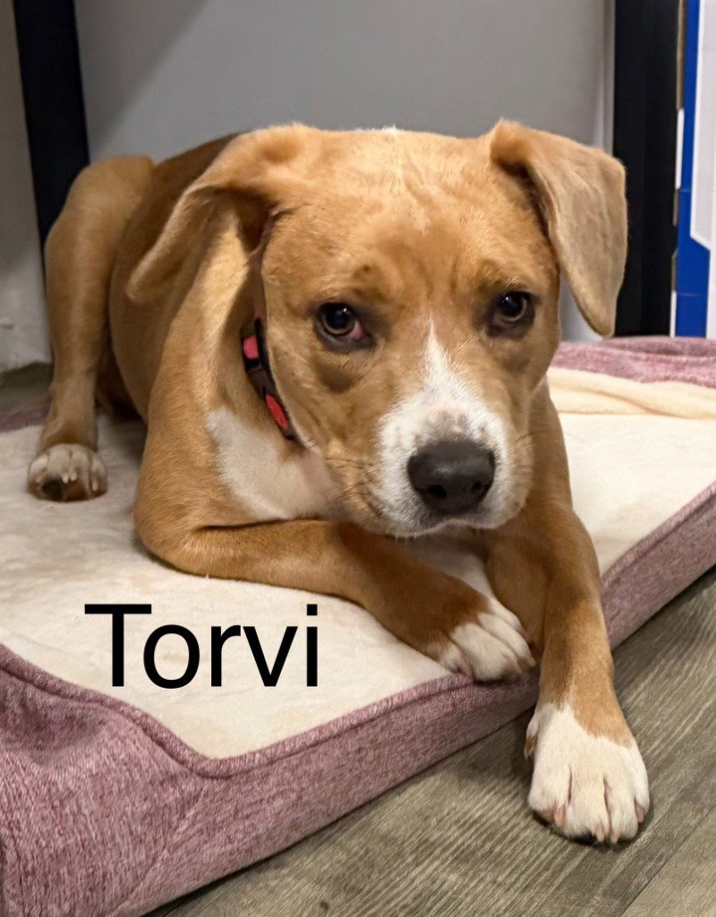 TORVI - Labrador Retriever / Terrier available for adoption