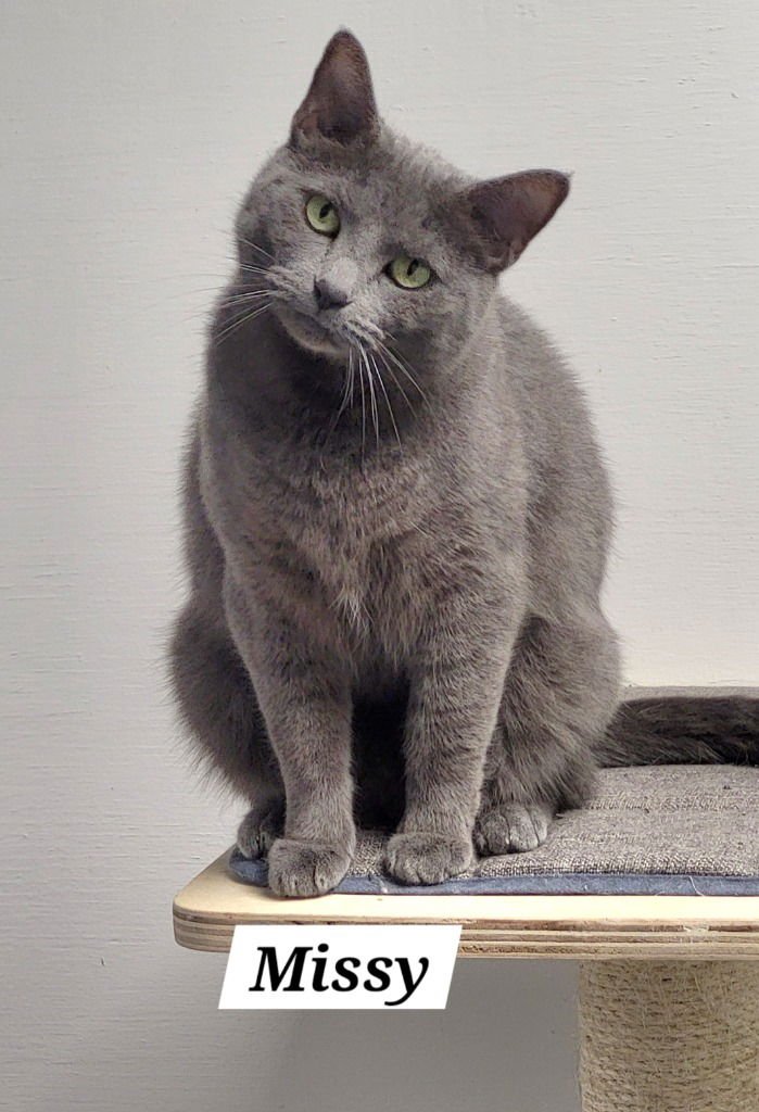 MISSY - American Shorthair available for adoption