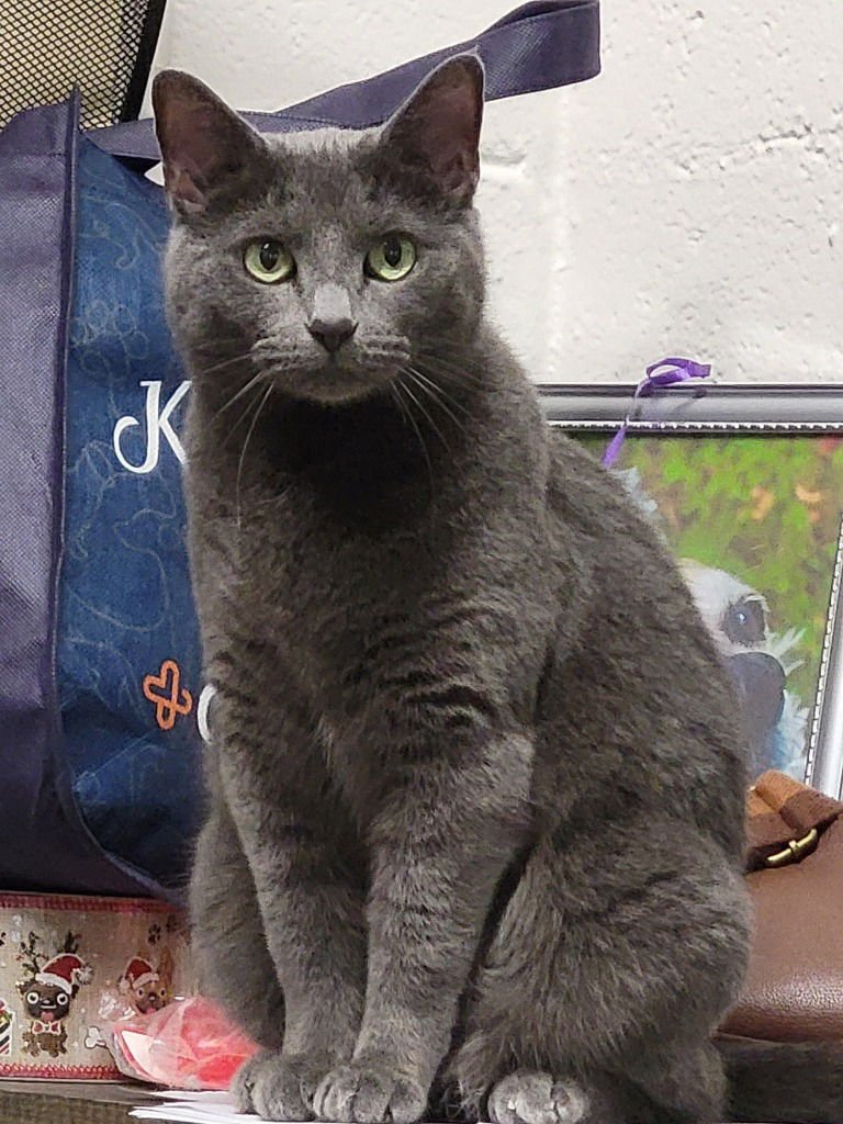 MISSY - American Shorthair available for adoption