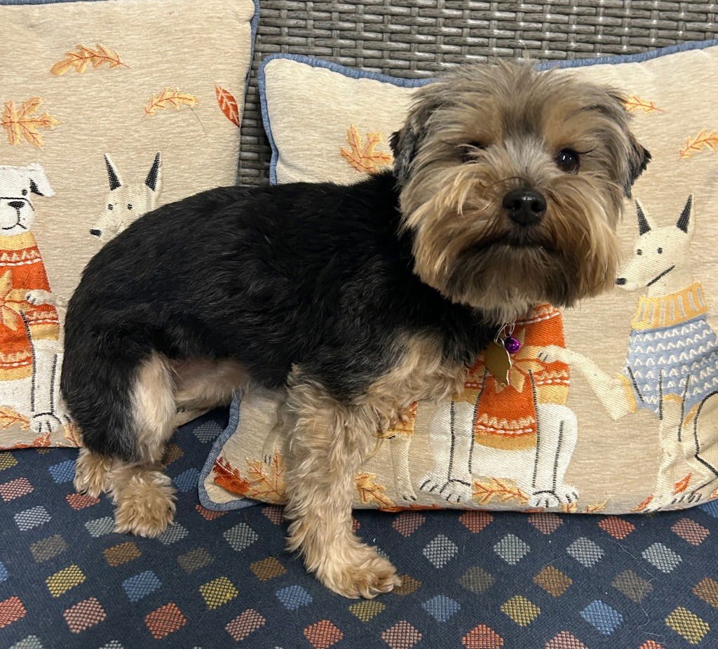 IZZY GRACE - Yorkshire Terrier Yorkie available for adoption
