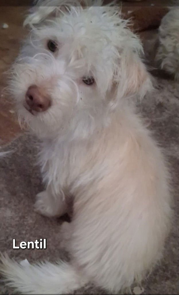 LENTIL - Terrier / Terrier available for adoption