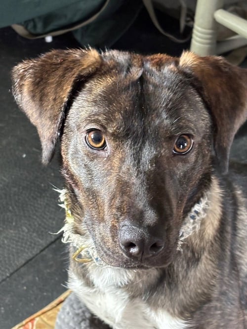 CALLIE - Mountain Cur / Terrier available for adoption
